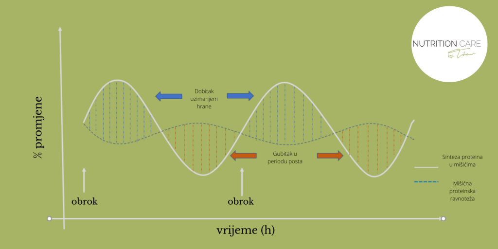graf_proteinska_ravnoteza